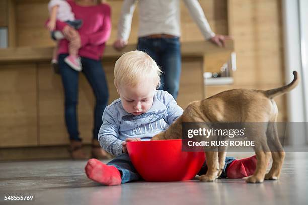 male toddler watching puppy feeding from bowl in dining room - dog eats out girl stock-fotos und bilder