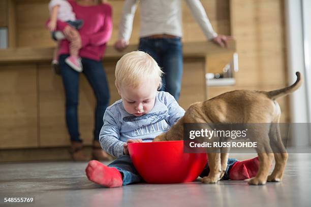 male toddler watching puppy feeding from bowl in dining room - dog eating a girl out stock pictures, royalty-free photos & images