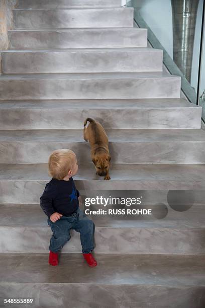 male toddler sitting on house staircase looking over shoulder at puppy - dog looking over shoulder stock pictures, royalty-free photos & images