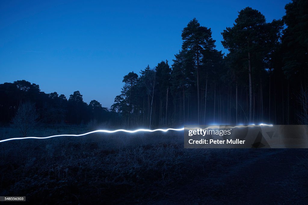 Light trail in forest, at night