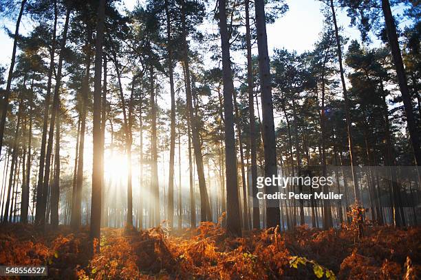 sunlight through winter forest - surrey england stock pictures, royalty-free photos & images