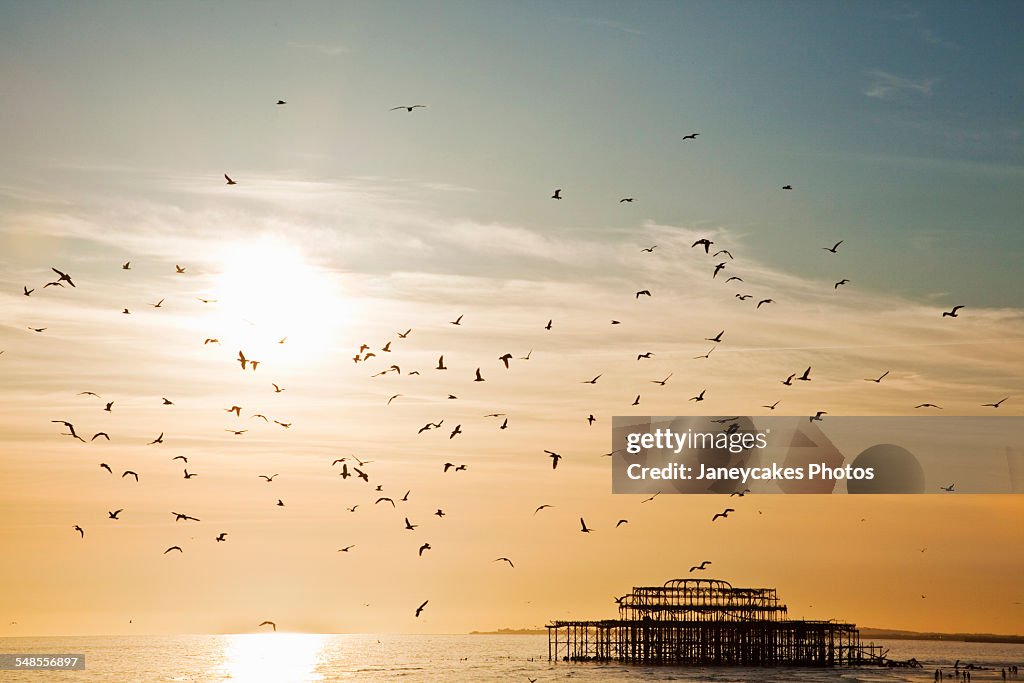 Silhouetted view of seagulls flying over Brighton pier, Brighton, Sussex, UK