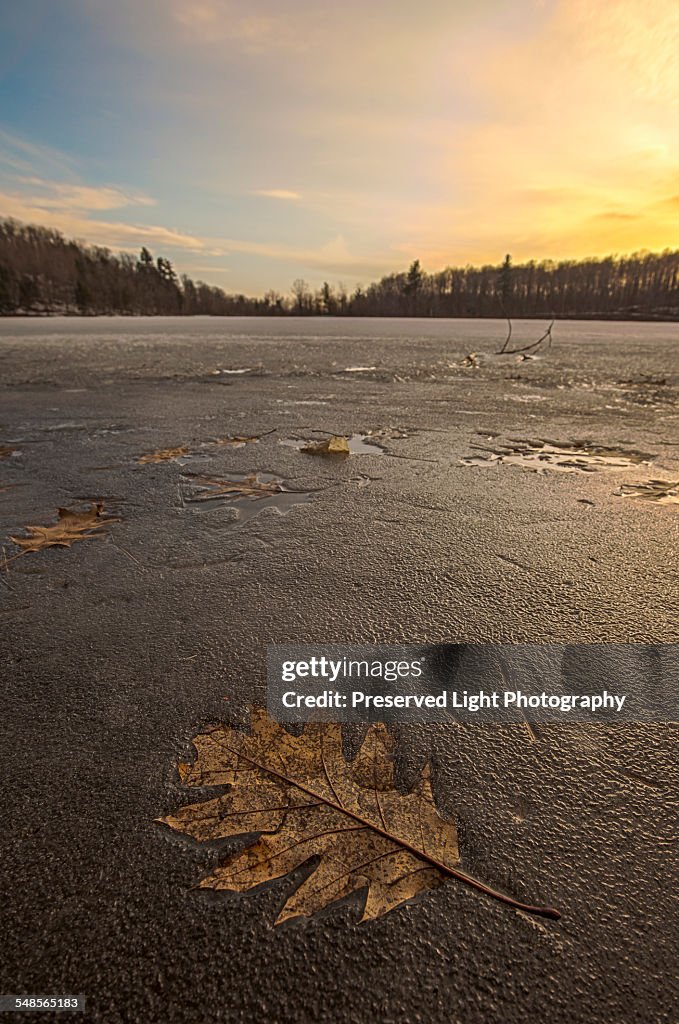 Oak leaf frozen in Lac des Bouleaux at sunset, Mont-Saint-Bruno National Park, St-Bruno-de-Montarville, Quebec, Canada