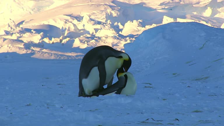Penguin Mating Rituals Emperor Penguins Mating