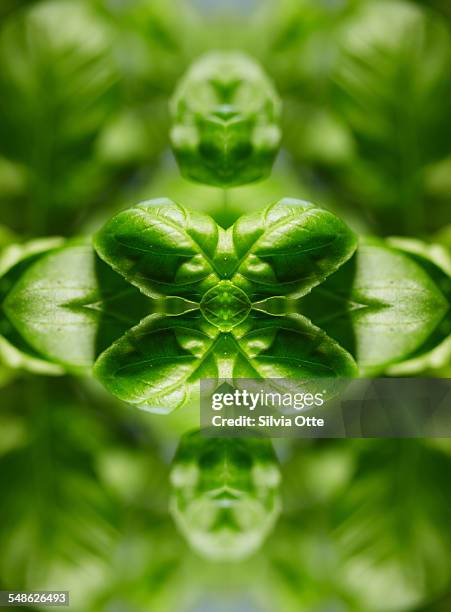 basil leaves - basil leaf stock pictures, royalty-free photos & images