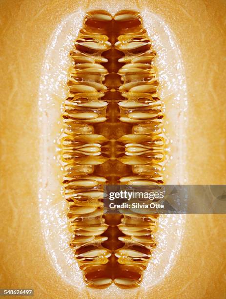 yellow and orange Cantaloupe seeds