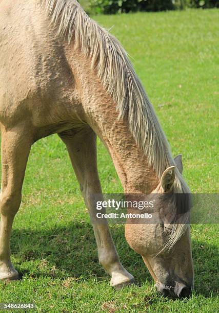 cavalo - cavalo stock-fotos und bilder