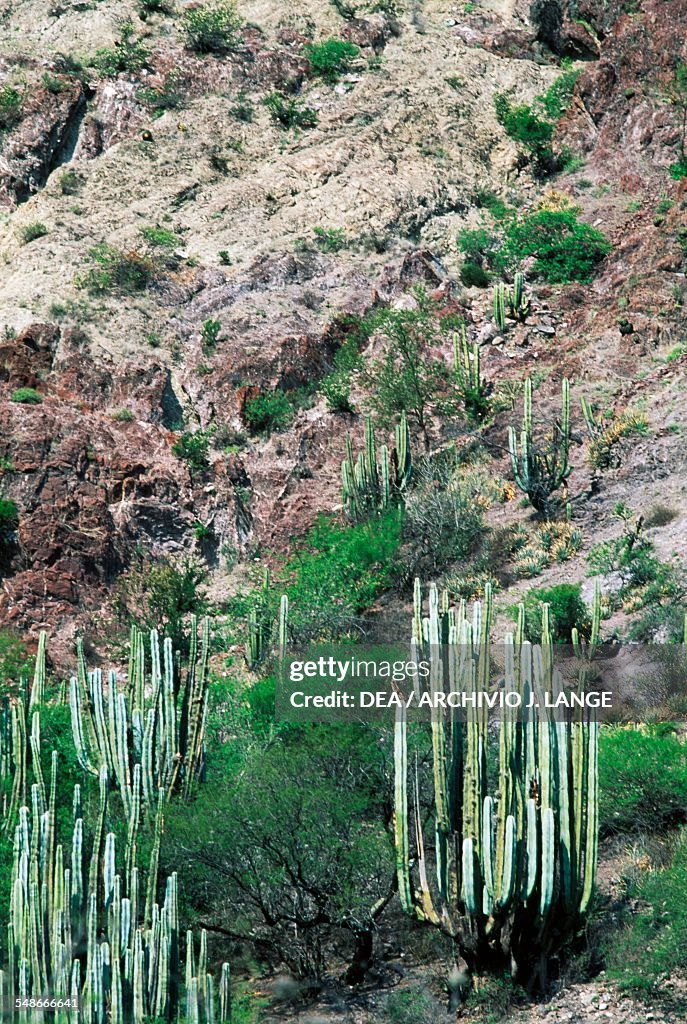 Landscape with cactus...