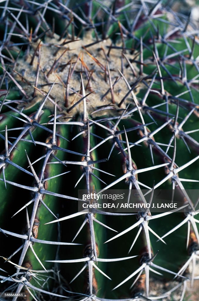 Cactus spines, Cactaceae, detail, Hidalgo...