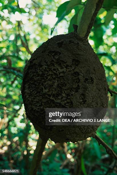 Termite nest on a tree, La Venta park museum, Villahermosa, Tabasco, Mexico. Villahermosa, Parque-Museo La Venta