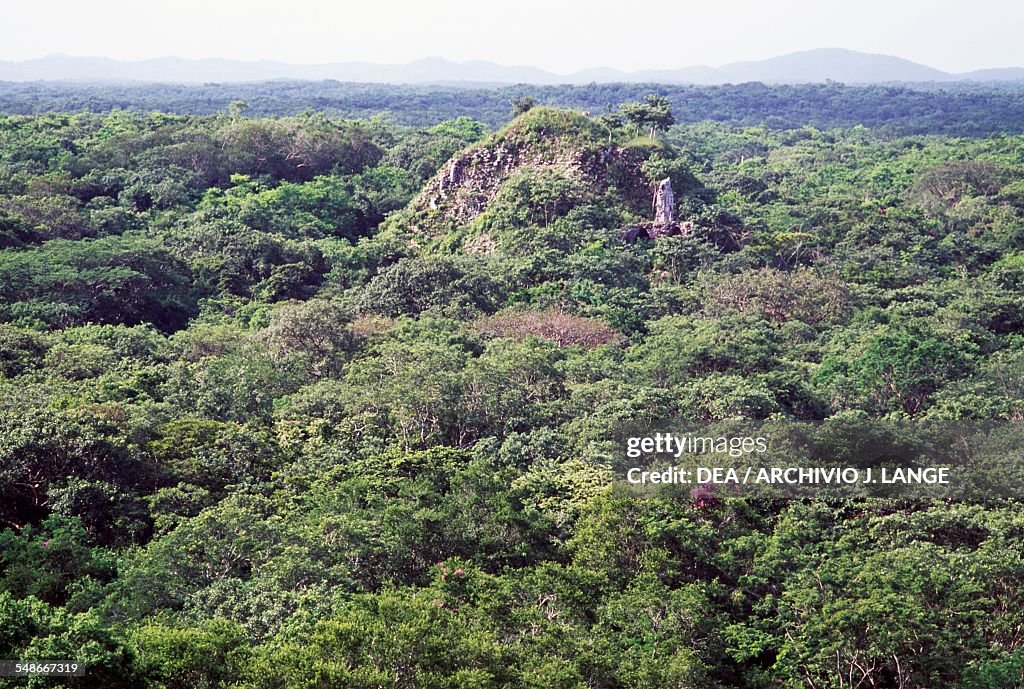 Pyramid In Forest Pyramid surrounded by forest vegetation, Uxmal , Yucatan, Mexico ...