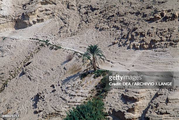 Palm tree in the Wadi Qelt, Judaean Desert, Israel.