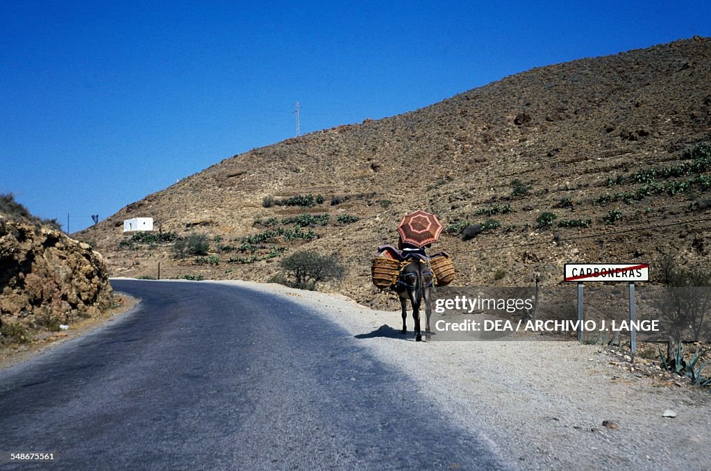 Laden donkey on road near Caboneras