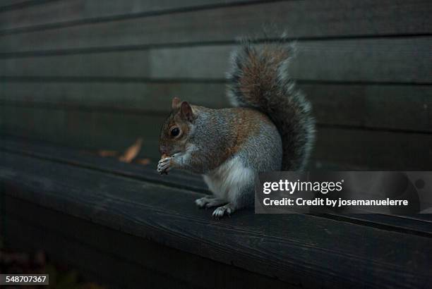 squirrel - josemanuelerre stock-fotos und bilder