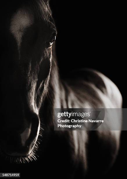 flash - arabian horse fotografías e imágenes de stock