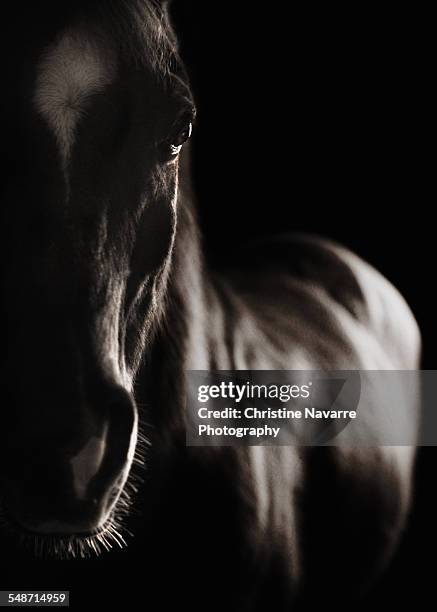flash - arab horse stock pictures, royalty-free photos & images