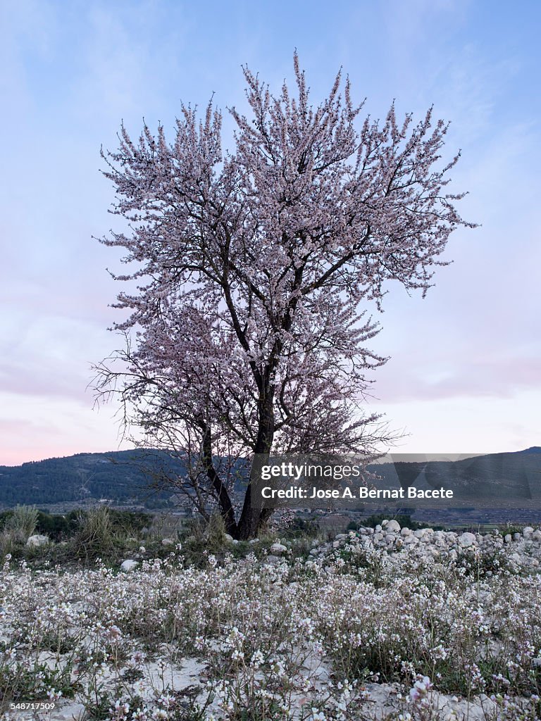 Field And Flowering Almond Trees In Spring High-Res Stock Photo - Getty ...