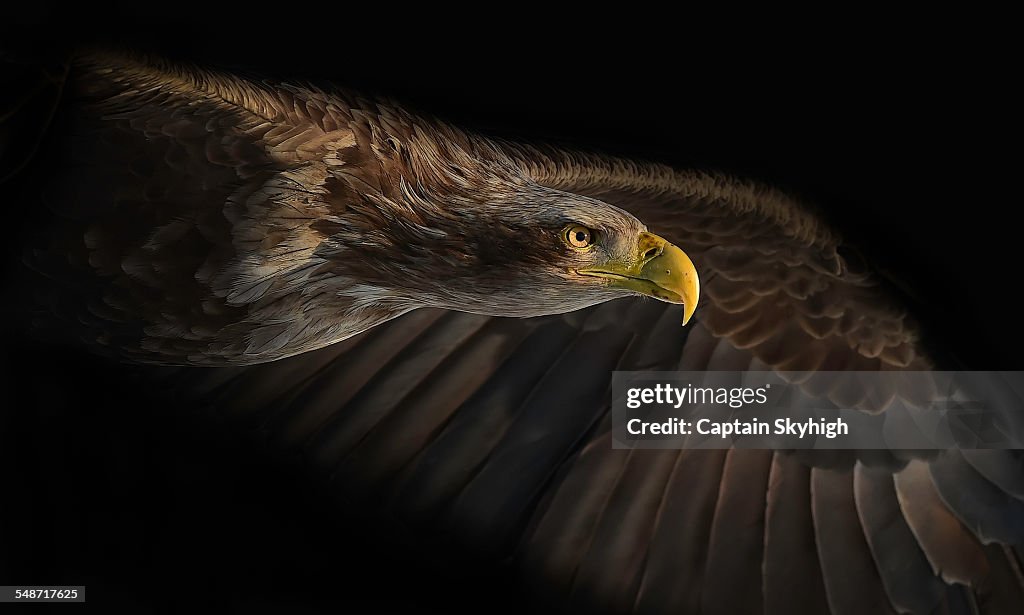 Eagle face