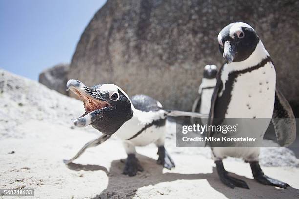 african penguins, south africa - african penguin stock-fotos und bilder