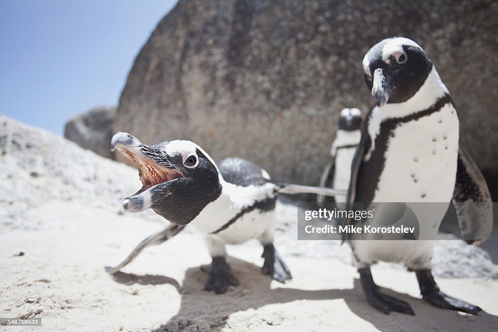 African penguins, South Africa