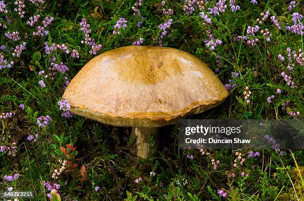 brown birch bolete toadstool - birch bolete stock pictures, royalty-free photos & images