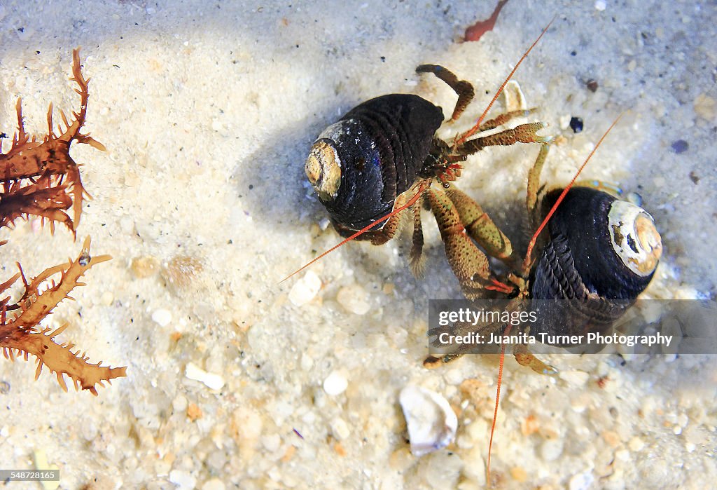 Pair of Hermit Crabs