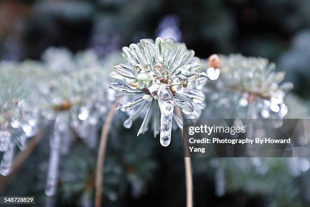 frozen pine needles - ice storm stock pictures, royalty-free photos & images