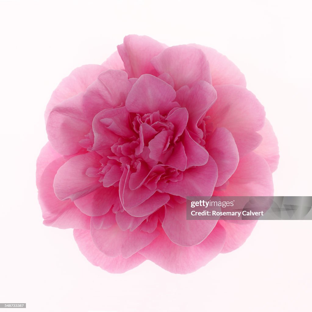 Beautiful pale pink camellia on white in square.