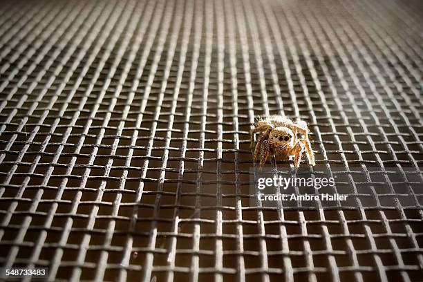 Window Spider Screen 42 Alberta Spider Stock Photos, High-Res Pictures, and Images - Getty ...