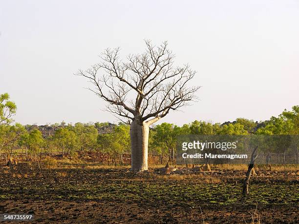 baobab tree on the road to fitzroy crossing - baobab tree stock pictures, royalty-free photos & images