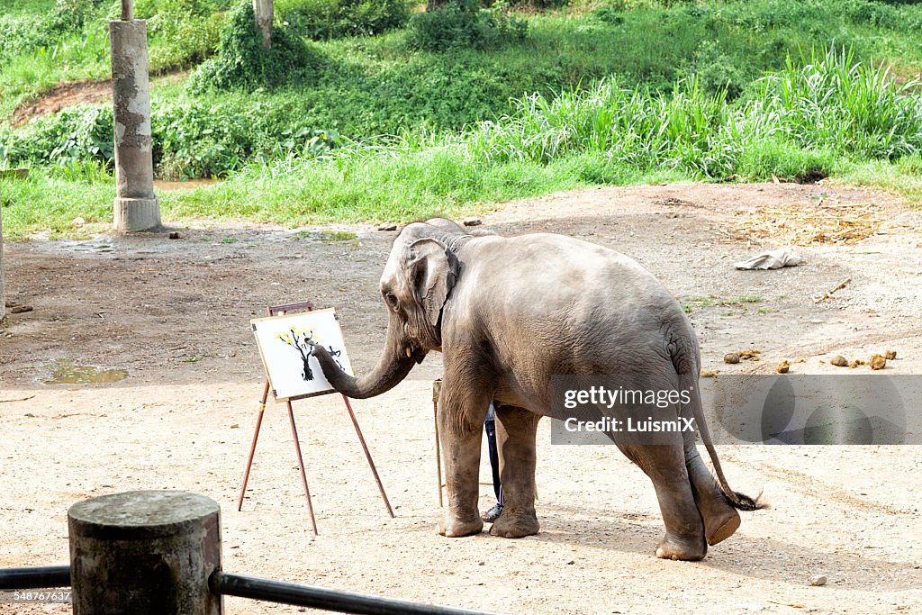 Elephant painting