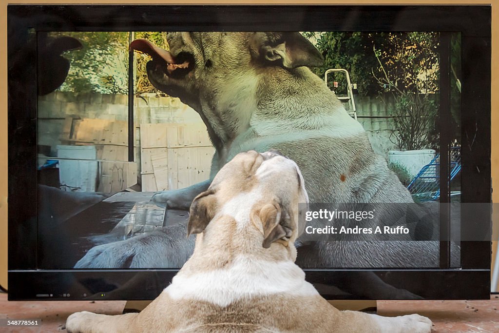 Pets Watching TV