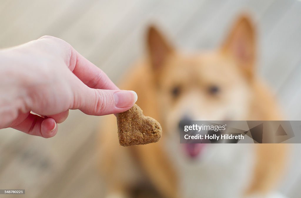 POV - Pets