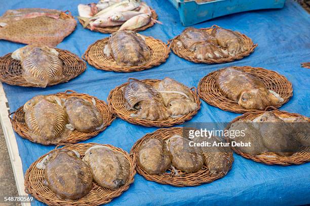 fresh fish  - maresme stock pictures, royalty-free photos & images