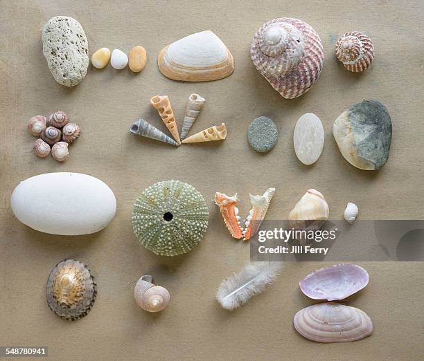 Ocean Things Shells 781 Pebbles And Sea Shells Stock Photos, High-Res Pictures, and Images ...