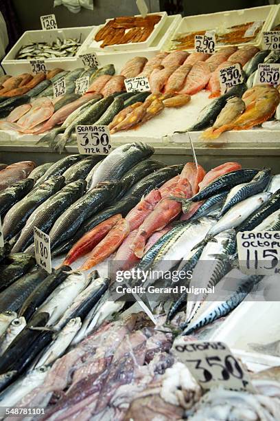 Different Kinds Of Fish Photos and Premium High Res Pictures - Getty Images