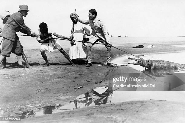 Egypt : catching a crcodlie on the river Nile - 1929 - Photographer: Frankl - Vintage property of ullstein bild