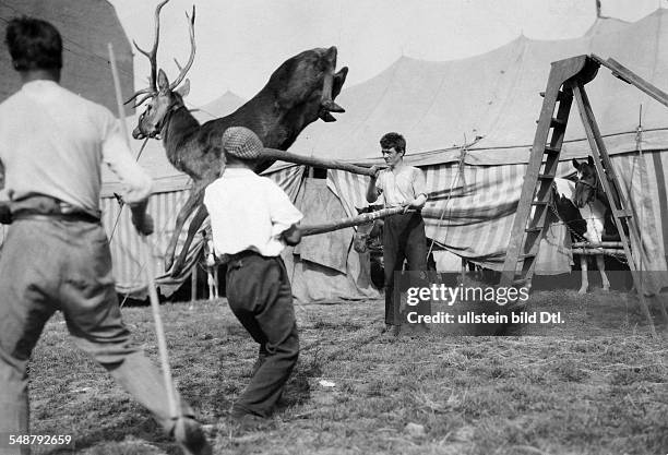Circus - travelling circus: animal training, a trained deer jumping over two wooden beams - 1928 - Photographer: Frankl - Vintage property of...