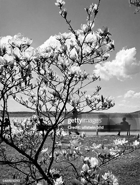 Bodensee: Magnolie im Kurgarten von Ueberlingen - 1969 Foto: Lauterwasser