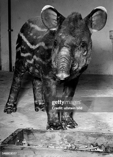 Zoo animals: a little Tapir - 1971 - Photographer: Jochen Blume - Vintage property of ullstein bild