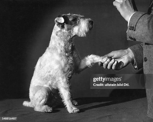 Dog training of a terrier: 'Shake!' - Photographer: Fotografisches Atelier Ullstein - Published: 1922 Vintage property of ullstein bild