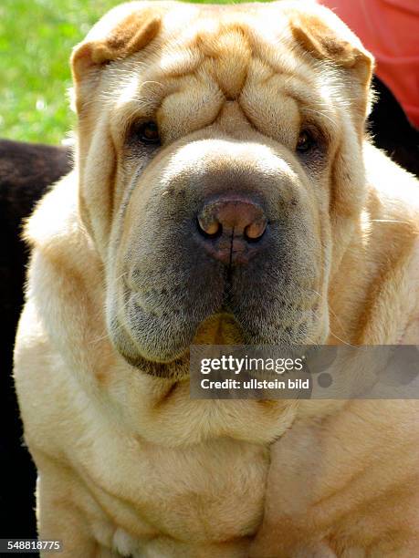 Shar-Pei aus der chinesischen Han-Dynastie gilt als seltenste Hunderasse der Welt