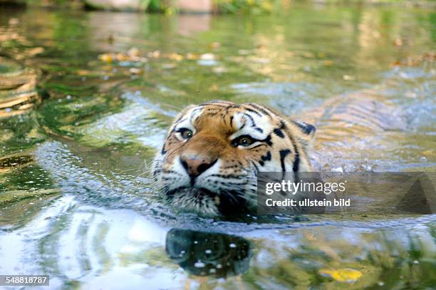 Heranschwimmender Sibirischer Tiger