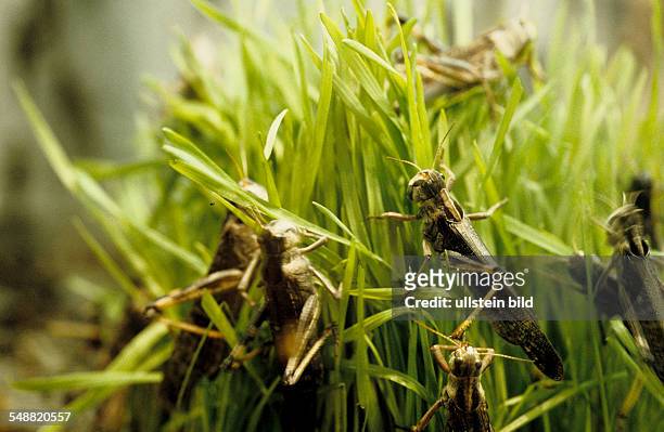 Switzerland, Europe: Ciba Geigy Company: Research. African migratory locusts on wheat