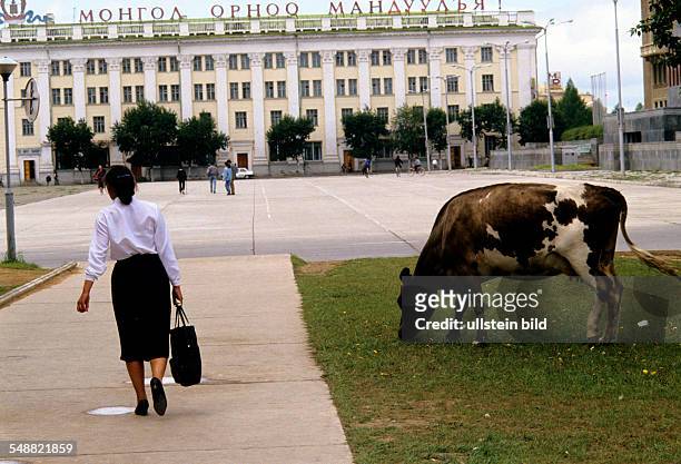 Mongolia, a office worker going to work in a ministry passes a grazing cow on Sakbaatar plaza in Ulaanbaatar.
