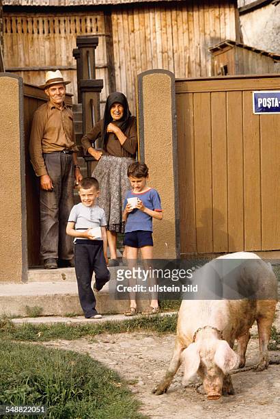 Romania: A farmer familiy with their pig in the village of Logic.