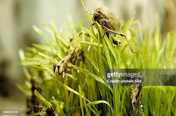 Switzerland, Europe: Ciba Geigy Company: Research. African migratory locusts on wheat