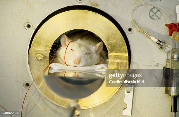 Schweiz, Europe: Sandoz company. New medicine is tested on a mouse