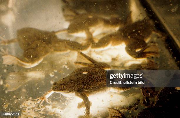 Switzerland, Europe: Institute for Immunology. Genetic engineering experiments with toads