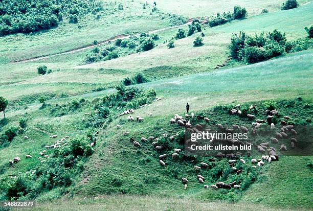 Romania: A shepherd with his herd of sheeps in the Logic area.